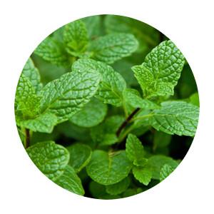 Flavouring - Flavor West - Natural Spearmint