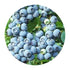 Flavouring - TFA - Blueberry Wild